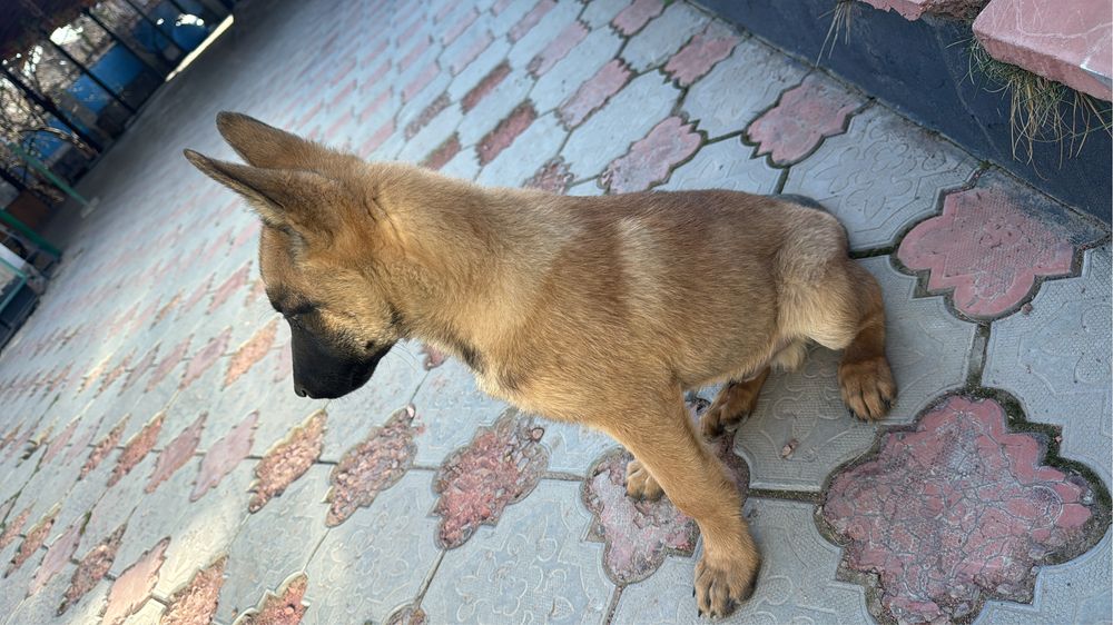 Малинуа , бельгийская овчарка