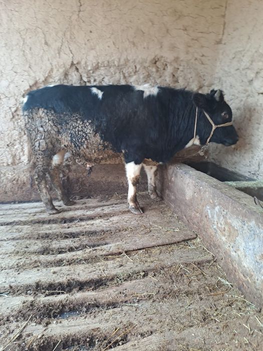 Өгіз сатылады ..