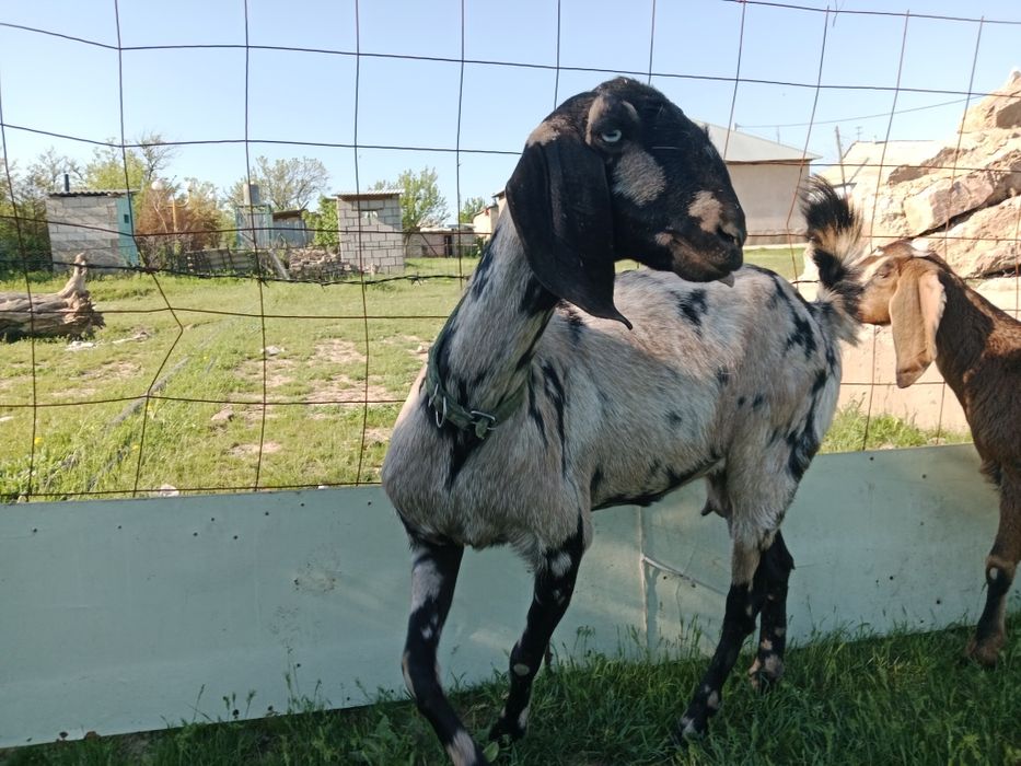 Ешкі  битал.  Битал.