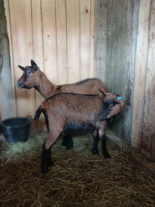 Capre alpina franceza