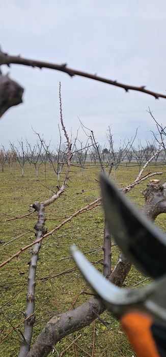 Taieri la pomii fructiferi