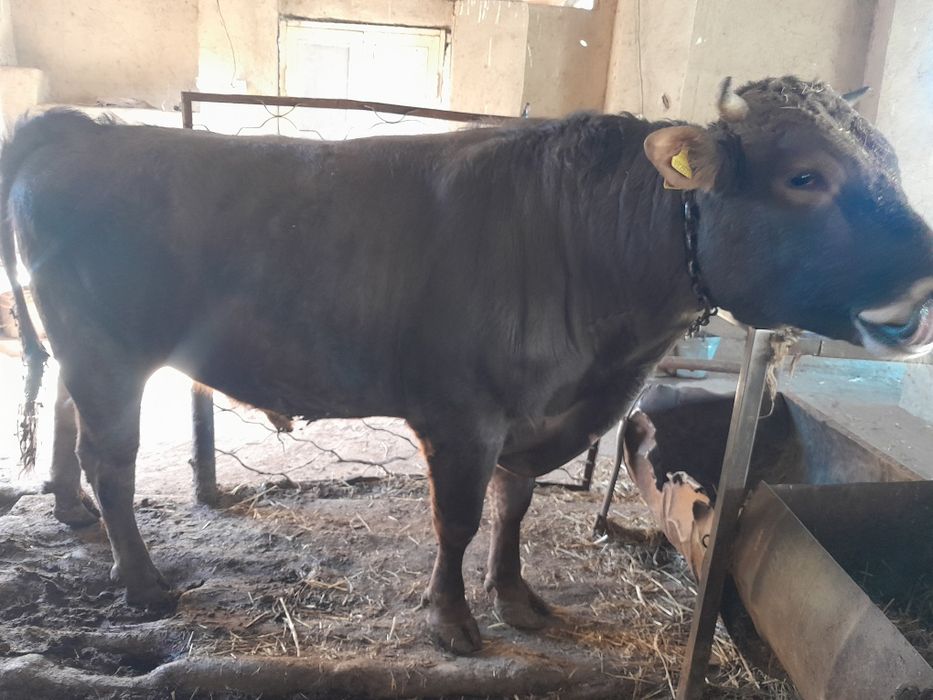 Шведской пародистый бык