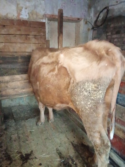 Продаётся карова маладая