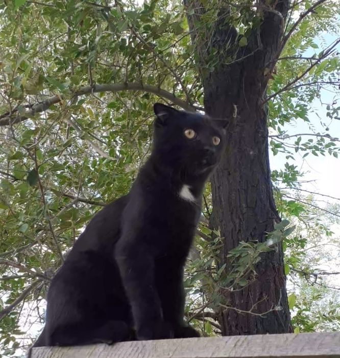 Вислоухий кот три месяца