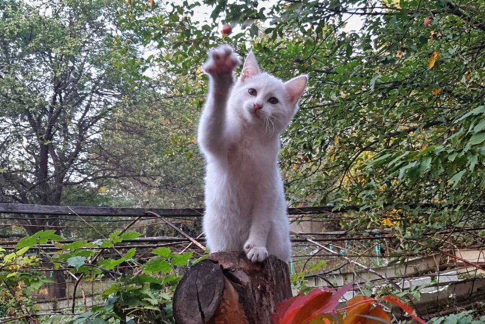 Котята замечательные, велюровые, ищут новый дом