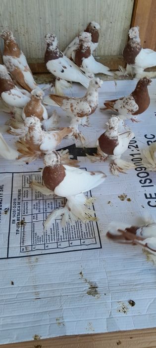 Porumbei de ornament