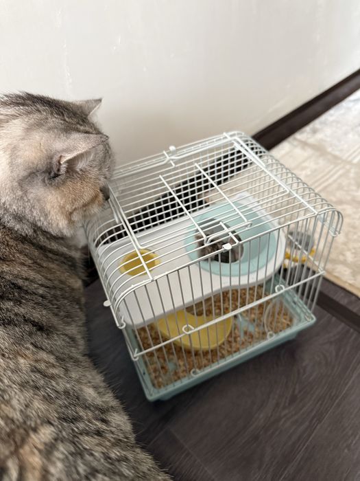 Джунгарские хомяки