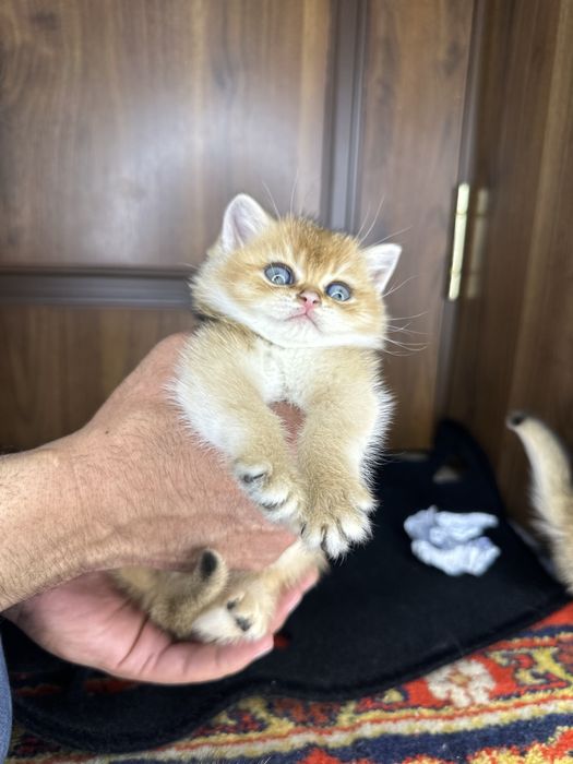 Золотая шиншила фолд