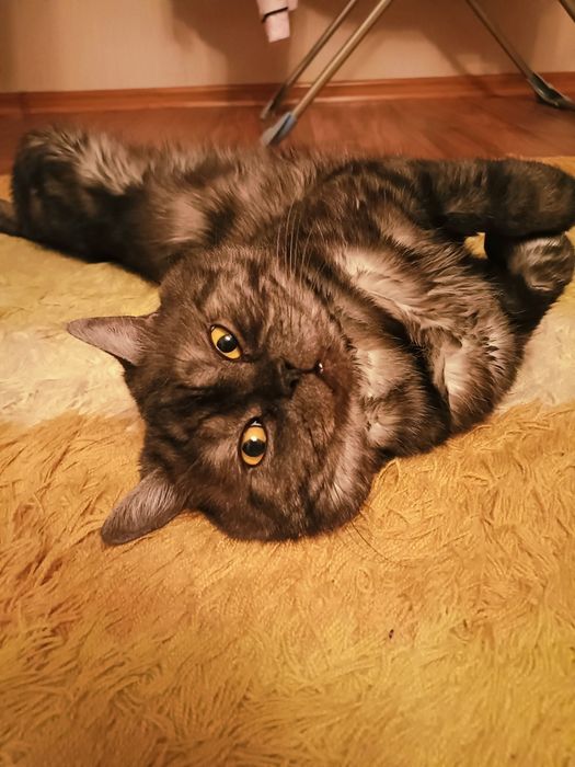 Шотландский кот ищет кошку для вязки