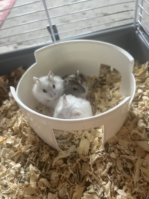 Vand pui hamster