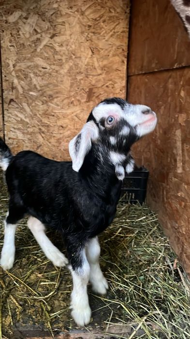 Козлята породистые девочки и мальчики (козочки и козлики)