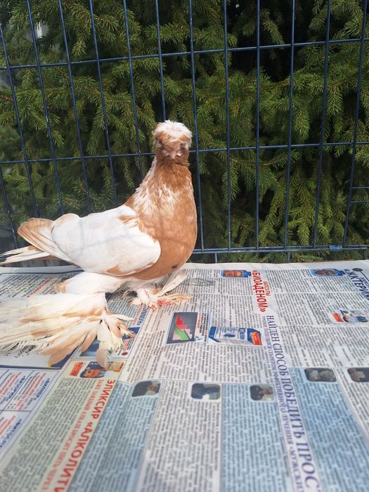 Продам самца 2025 по наватам