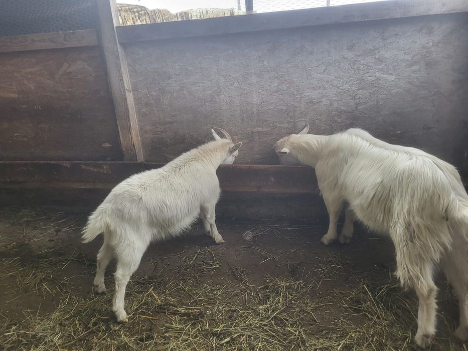 Vând 2 iede și un țăpișor