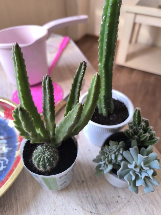 Суккуленты разные недорого продам