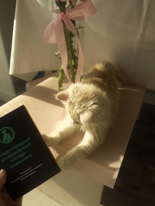 Toffi котенок астана