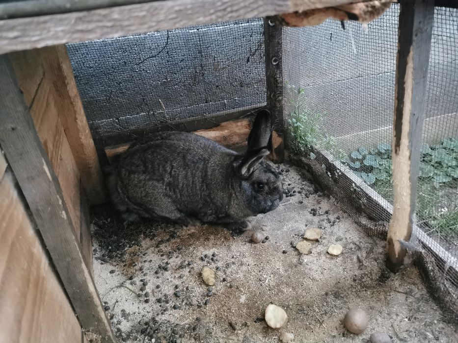 Iepuri de vânzare uriaș german cu californian