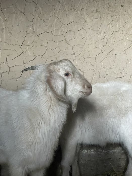 Текелер сатылады 1 жасар