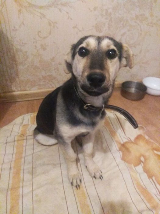 Отдаю собак в добрые руки