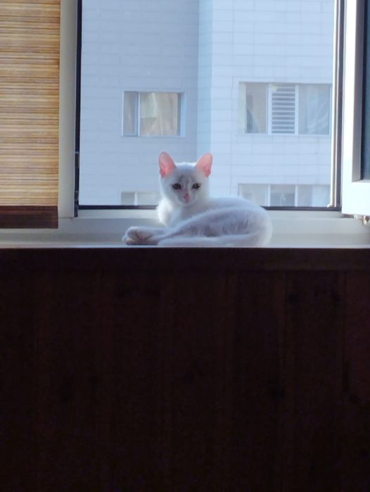 Продам белых котят