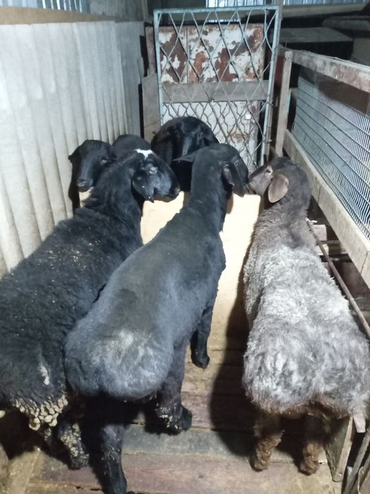 Семыз кой сатылады