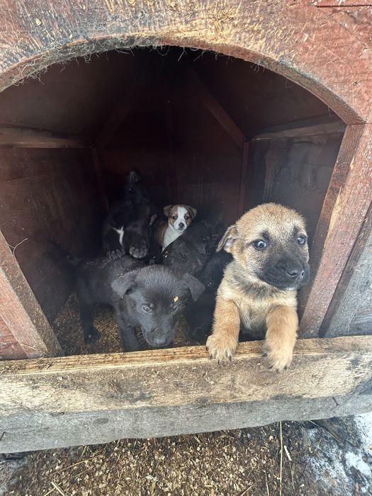 Donez caini sorecari