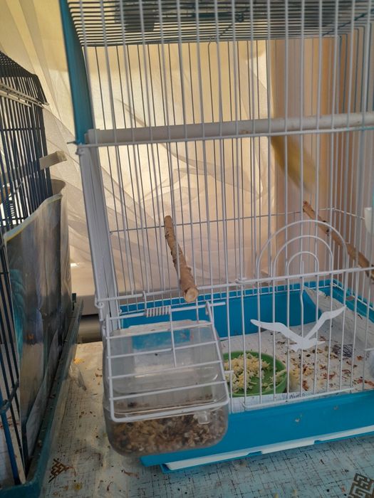 Продам канарейк молодые самсы