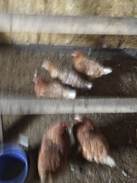 Кур Несушек порода родонит