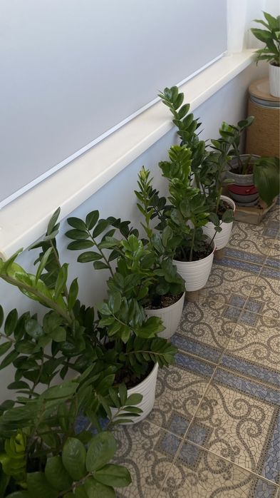 Продам цветок Замиокулькас, 1м