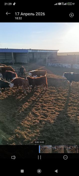 Продам быков  откорм