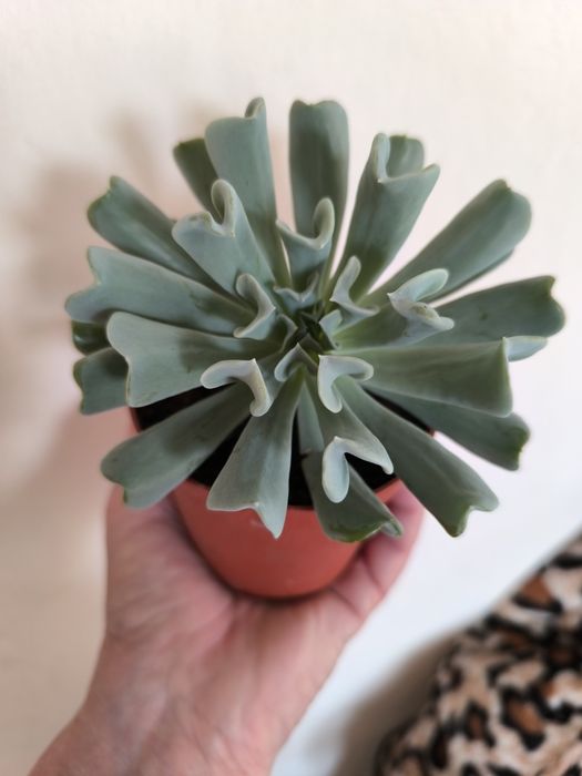 Кактусы для компьютера- стильно и полезно!