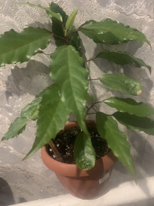 Красивые комнатные цветы