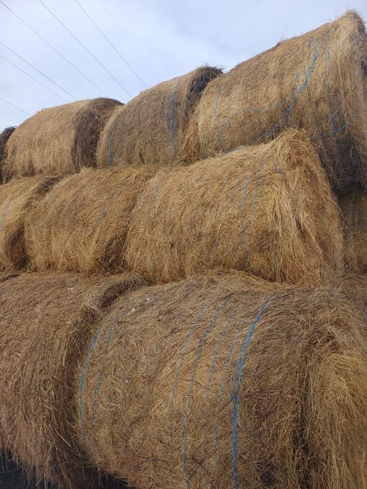 Vând baloți de fân!