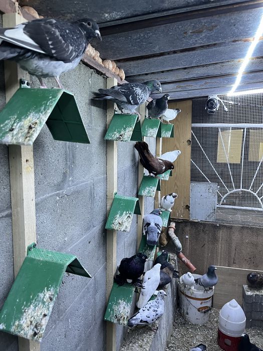 Пощенски гълъби.