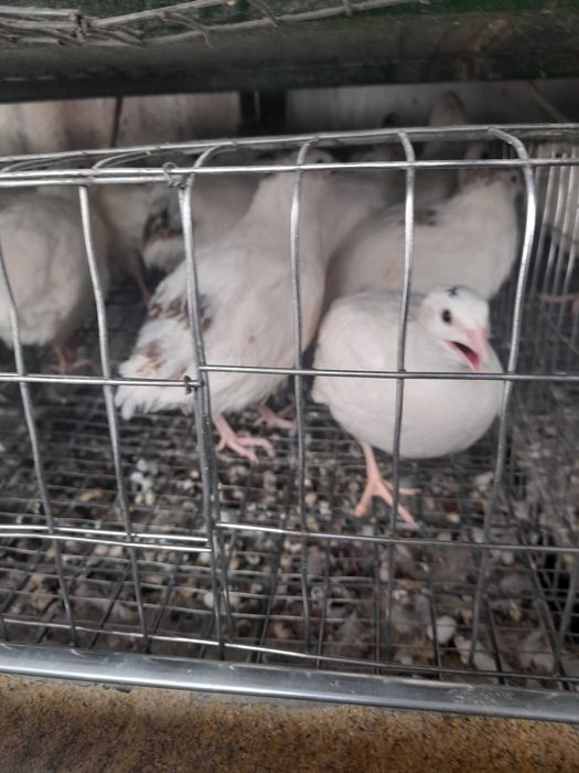 Vand prepelite 15 lei buc