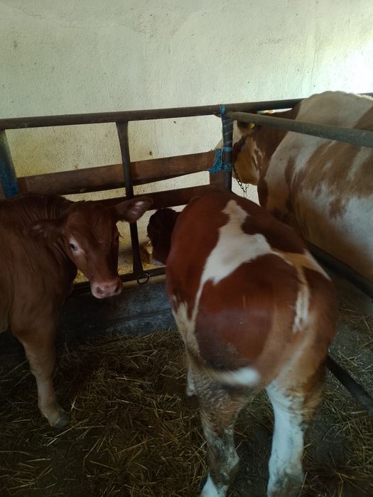 Vînd trei tauri bălțați