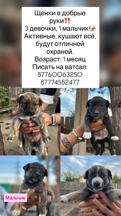 Щенки ищут добрые руки