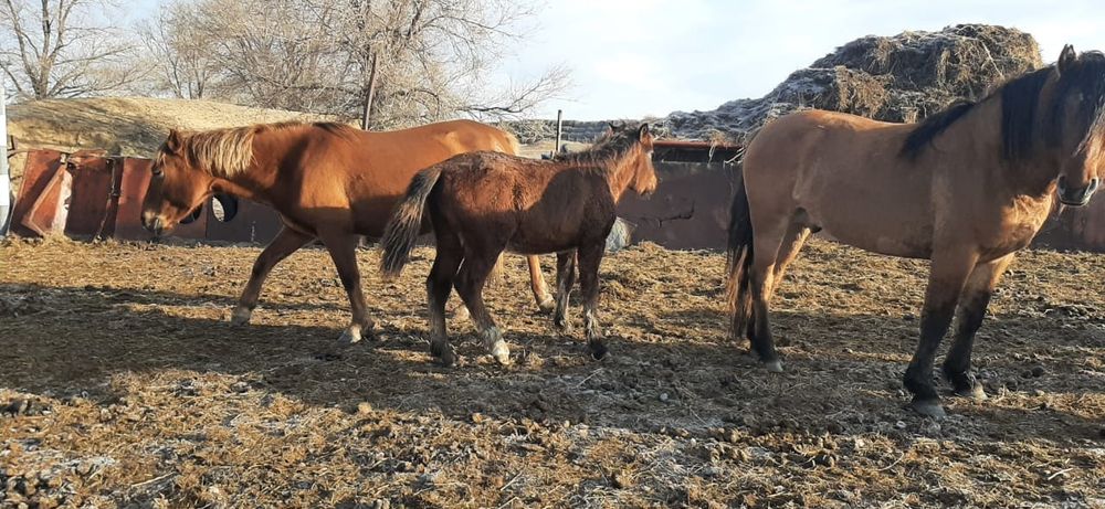 Жабағылар сатылады