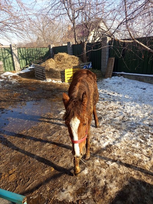 Продам лошадь 11 месецев