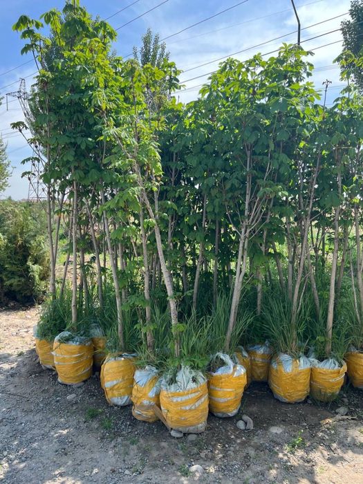 Продам декоративные деревья, в любом количестве