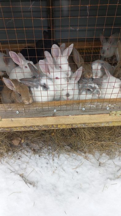 Продам кроликов домашних