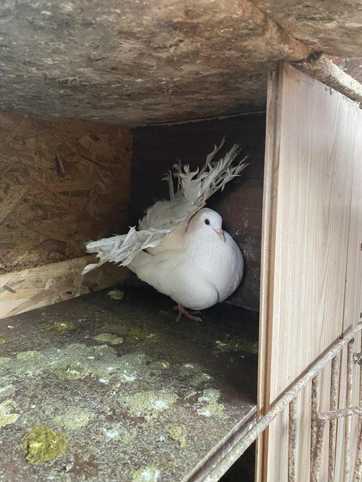 Porumbei ornament de vânzare