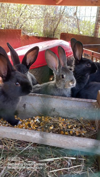 Pui găină de la 3 săptămâni , iepuri 2 luni la 35 RON