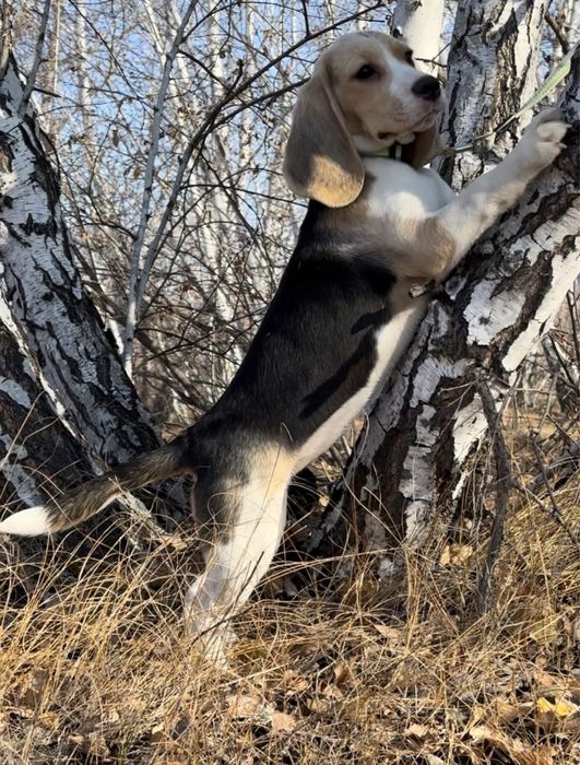 Щенок бигля, девочка.питомник, документы