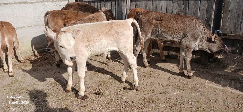 Vand 5 tauri intarcati