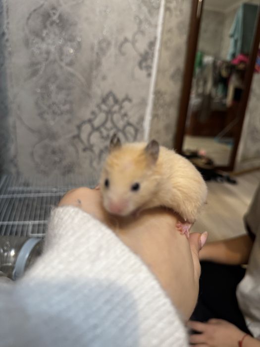 Персиковын Хомячата(6) и хомячиха(2)