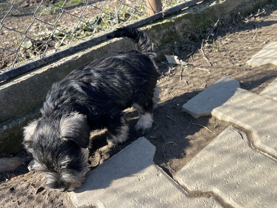Schnauzer pitic sare si piper