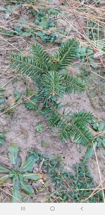Vând puieți. Brad pin molid salci.