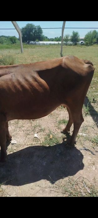 Вынужденый забой