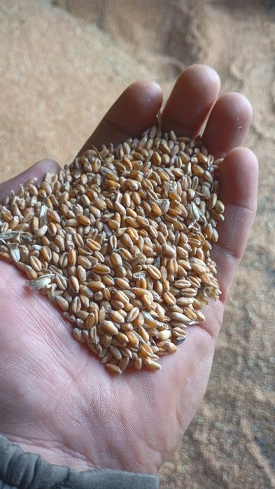 Продам пшеницу в мешках, есть доставка