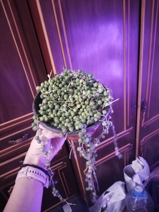 Крестовник Роули